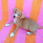 Beagle Mischling Cereza, 03/2026, Endgröße ca. 40 cm