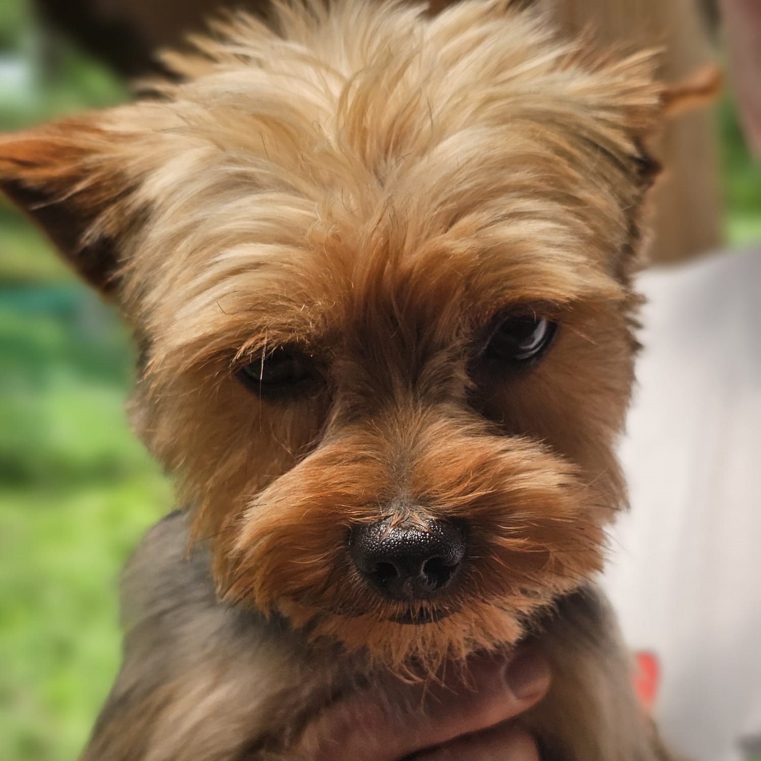 Yorkshire Terrier Chipi, 05/2025, ca. 27 cm, 73272 Neidlingen