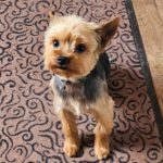 Yorkshire Terrier Chipi, 05/2025, ca. 27 cm, 73272 Neidlingen