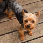 Yorkshire Terrier Chipi, 05/2025, ca. 27 cm, 73272 Neidlingen