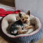 Yorkshire Terrier Chipi, 05/2025, ca. 27 cm, 73272 Neidlingen