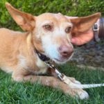 Podenco Chispa, 02/2016, ca. 40 cm, 60437 Frankfurt