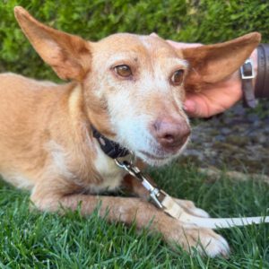 Podenco Chispa, 02/2016, ca. 40 cm, 61296 Wöllstadt
