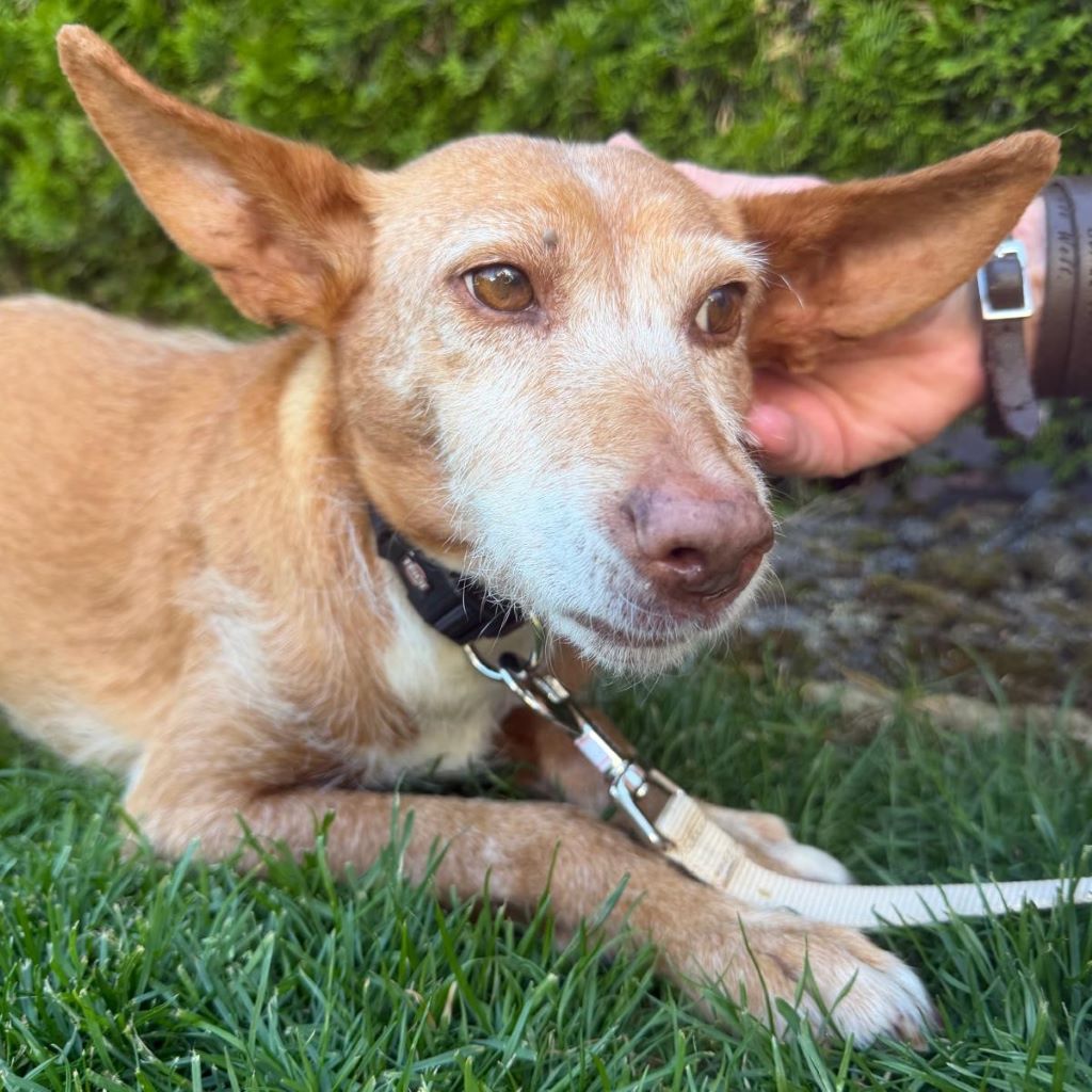 Podenco Chispa, 02/2016, ca. 40 cm, 61296 Wöllstadt