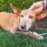 Podenco Chispa, 02/2016, ca. 40 cm, 61296 Wöllstadt