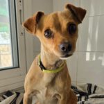 Chihuahua Mischling Chispita, 06/2023, ca. 26 cm