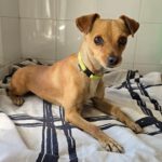 Chihuahua Mischling Chispita, 06/2023, ca. 26 cm