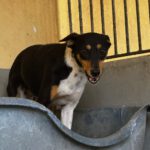 Bodeguero Mischling Chubby, 09/2024, ca. 55 cm