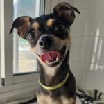 Chihuahua Chuche, 06/2024, ca. 20 cm