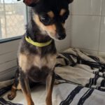 Chihuahua Chuche, 06/2024, ca. 20 cm