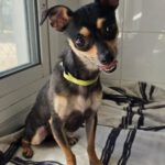 Chihuahua Chuche, 06/2024, ca. 20 cm