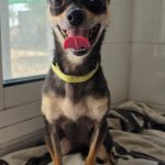 Chihuahua Chuche, 06/2024, ca. 20 cm
