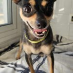 Chihuahua Chuche, 06/2024, ca. 20 cm