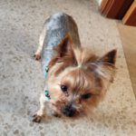 Yorkshire Terrier Cody, 03/2016, ca. 23 cm