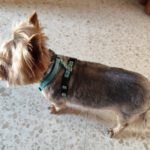 Yorkshire Terrier Cody, 03/2016, ca. 23 cm