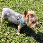 Yorkshire Terrier Cody, 03/2016, ca. 23 cm