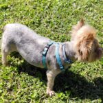 Yorkshire Terrier Cody, 03/2016, ca. 23 cm