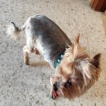 Yorkshire Terrier Cody, 03/2016, ca. 23 cm