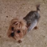 Yorkshire Terrier Cody, 03/2016, ca. 23 cm