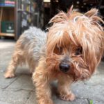 Yorkshire Terrier Cody, 03/2016, ca. 23 cm, 88677 Markdorf