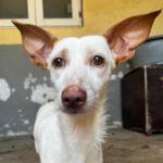 Podenco Maneto Conga, 09/2021, ca. 35 cm