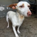 Podenco Maneto Conga, 09/2021, ca. 35 cm