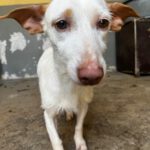 Podenco Maneto Conga, 09/2021, ca. 35 cm