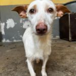 Podenco Maneto Conga, 09/2021, ca. 35 cm