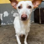 Podenco Maneto Conga, 09/2021, ca. 35 cm