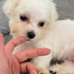 Malteser Copito, 02/2026, ca. 25 cm