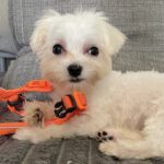 Malteser Copito, 02/2026, ca. 25 cm