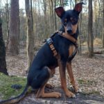 Pinscher Mischling Cote, 05/2020, ca. 42 cm
