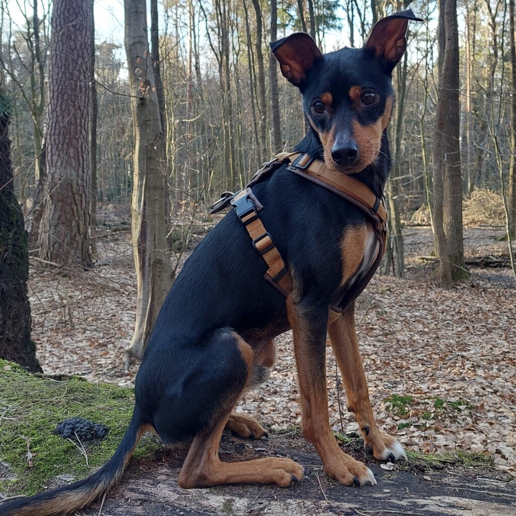 Pinscher-Mischling Cote, 05/2020, ca. 42 cm, 21217 Seevetal