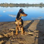Pinscher-Mischling Cote, 05/2020, ca. 42 cm, 21217 Seevetal
