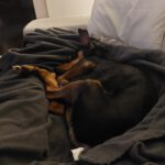 Pinscher-Mischling Cote, 05/2020, ca. 42 cm, 21217 Seevetal