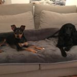 Pinscher-Mischling Cote, 05/2020, ca. 42 cm, 21217 Seevetal