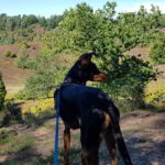 Pinscher-Mischling Cote, 05/2020, ca. 42 cm, 21217 Seevetal
