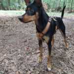Pinscher-Mischling Cote, 05/2020, ca. 42 cm, 21217 Seevetal