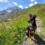 Pinscher-Mischling Cote, 05/2020, ca. 42 cm, 21217 Seevetal