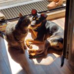 Pinscher-Mischling Cote, 05/2020, ca. 42 cm, 21217 Seevetal
