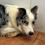 Border Collie Daniel, 01/2023, ca. 45 cm