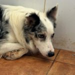 Border Collie Daniel, 01/2023, ca. 45 cm