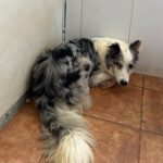 Border Collie Daniel, 01/2023, ca. 45 cm
