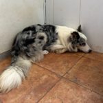 Border Collie Daniel, 01/2023, ca. 45 cm