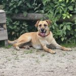 Malinois Mischling Dominica, 09/2024, ca. 55 cm, 61191 Rosbach vor der Höhe