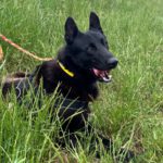 Malinois Mischling Donut, 04/2024, ca. 65 cm