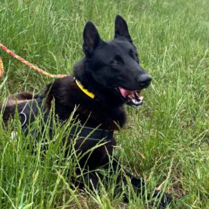 Malinois Mischling Donut, 04/2024, ca. 65 cm