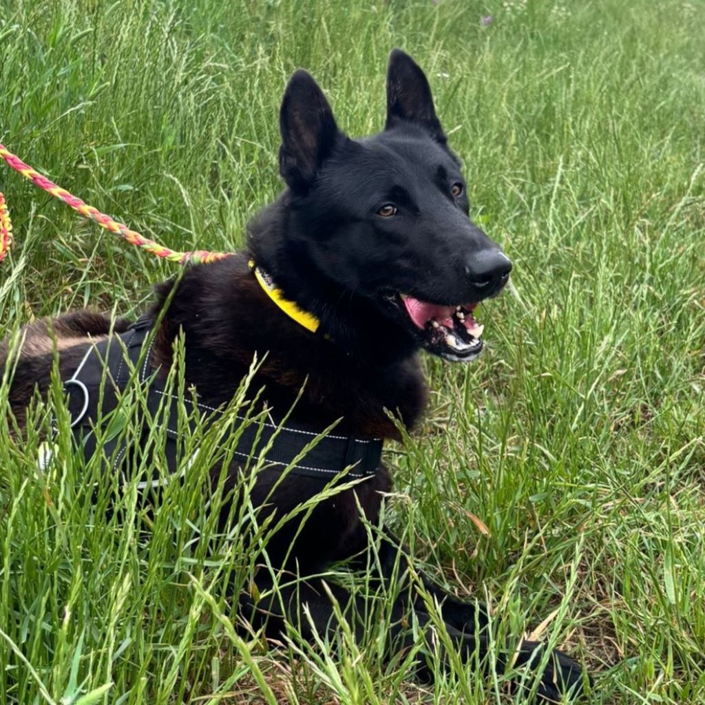 Malinois Mischling Donut, 04/2024, ca. 65 cm
