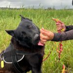Malinois Mischling Donut, 04/2024, ca. 65 cm