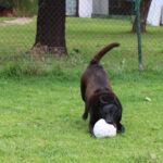 Malinois Mischling Donut, 04/2024, ca. 65 cm